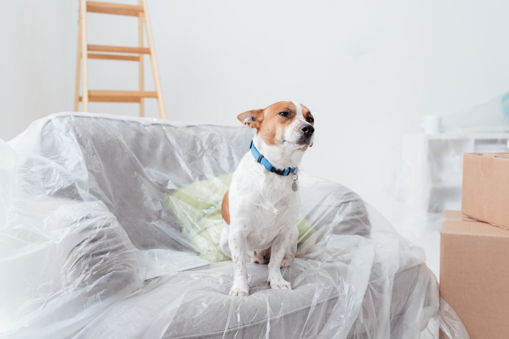 There-are-many-challenges-while-remodeling-with-pets-at-home